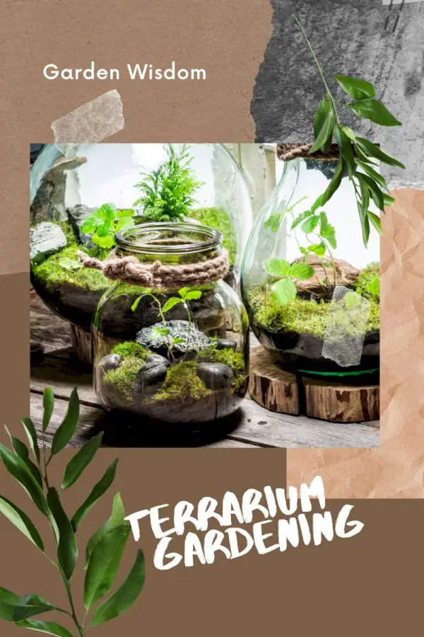 Terrarium Gardening Tips – What I’ve Learned About Growing Terrariums