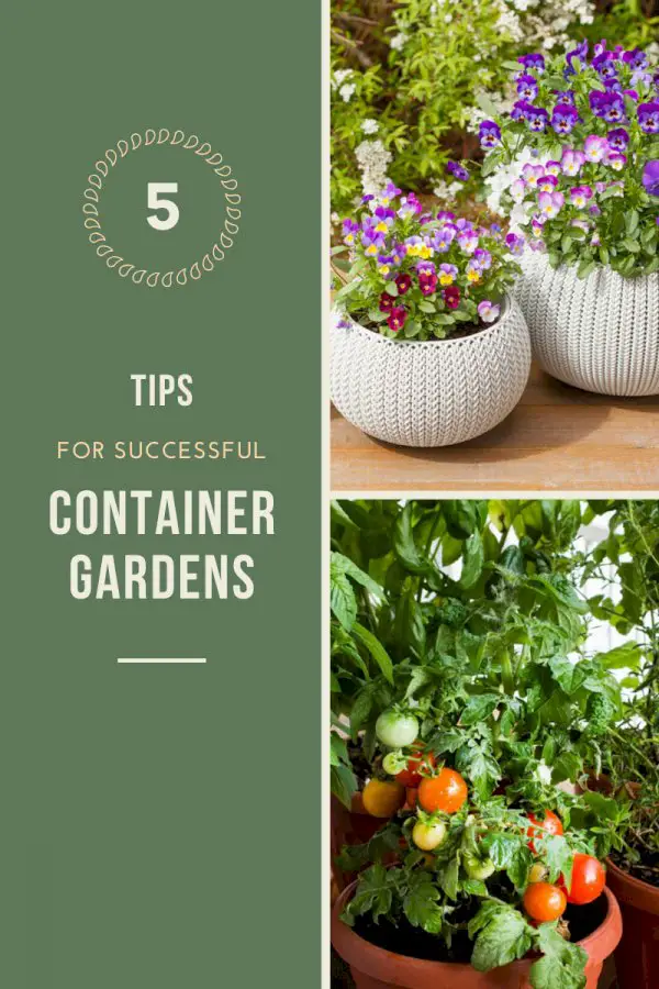 Container Gardening Tips: 5 Tricks For Successful Container Gardening