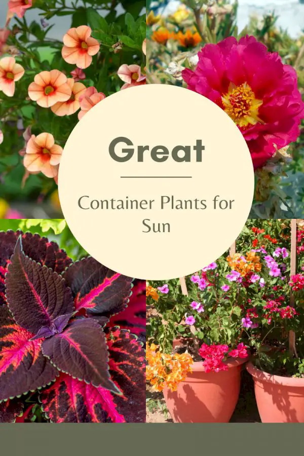 Full Sun Container Plants – Great Container Plants That Like Sun