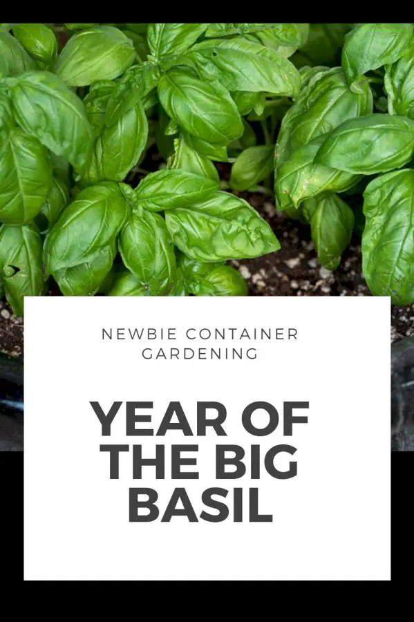 Newbie Container Gardening: Year Of The Big Basil Plant