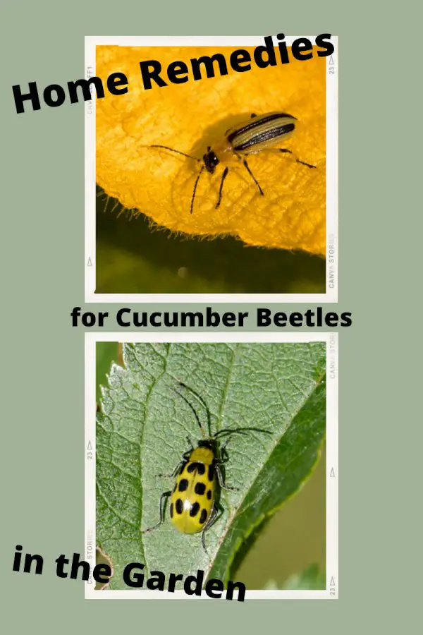 Cucumber Beetle Control – Home Remedies For Cucumber Beetles