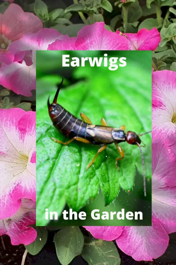 Gardening Advice: Managing Earwigs In The Garden