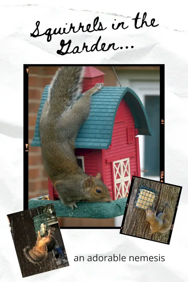 An Adorable Nemesis: Squirrels In The Garden