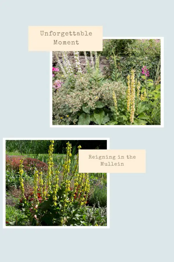 Reigning In The Mullein Plant – An Unforgettable Moment In The Garden