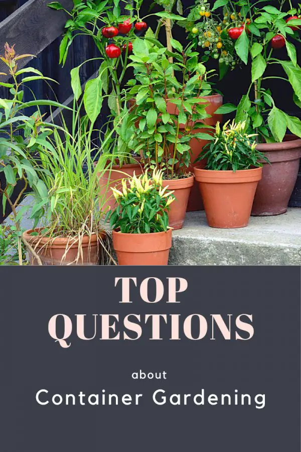 Top 10 Questions About Container Gardening