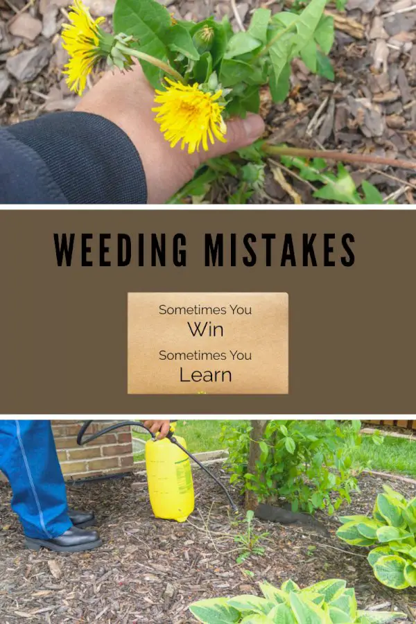 Weed Management Mistakes – 5 Weeding Mistakes To Avoid In Gardens