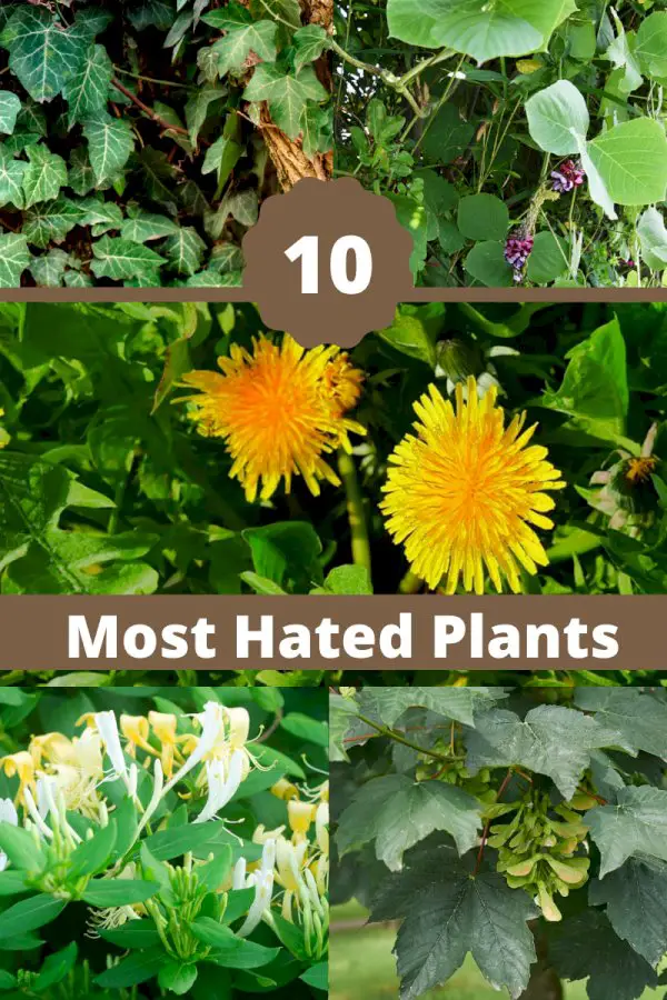 Unwanted Garden Plants: 10 Most Hated Plants By Gardeners