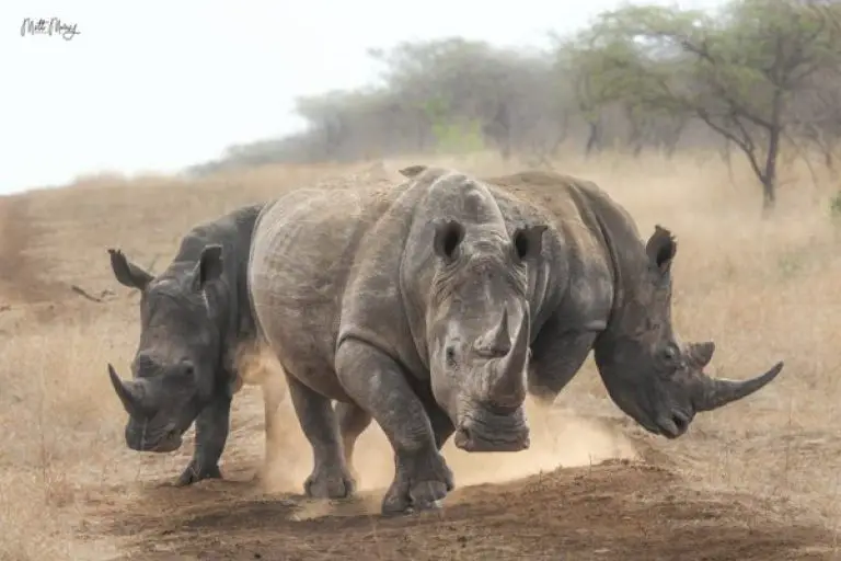 Photos For Food: Wildlife photos to feed people in South Africa