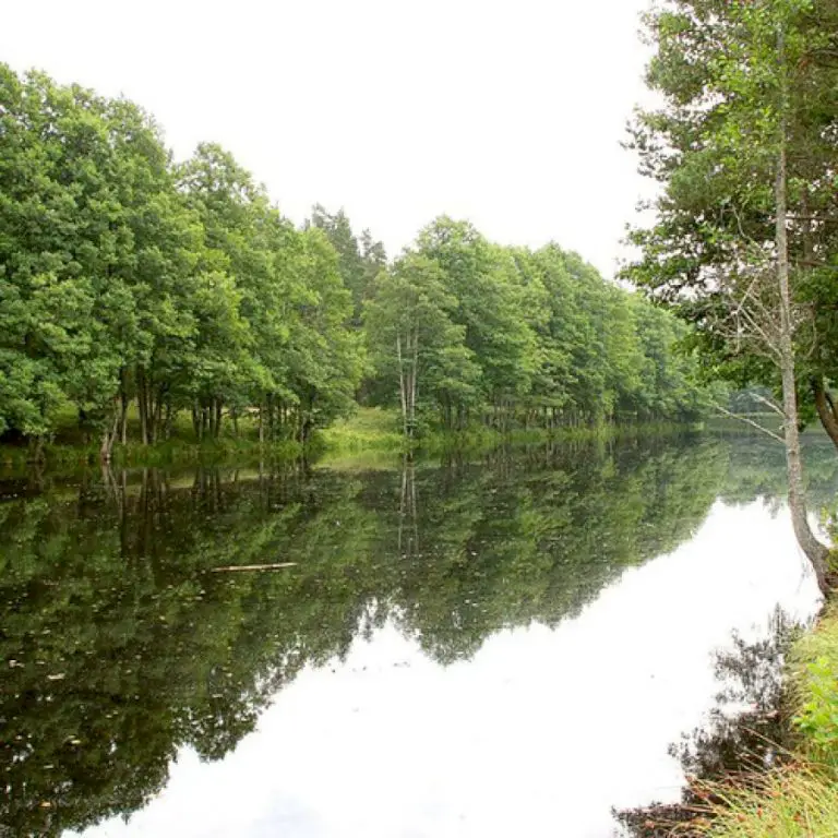 Flood-Tolerant Trees for the Northern Plains