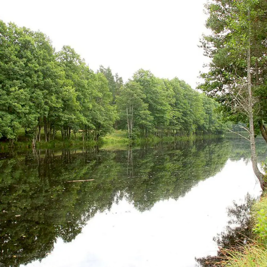 flood-tolerant-trees-for-the-northern-plains