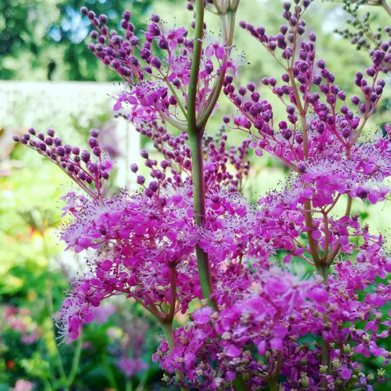 Most-Wanted Perennials at McCrory Gardens