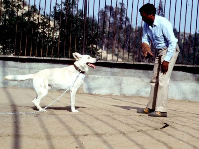 Revisiting White Dog, Samuel Fuller’s powerful anti-racism allegory