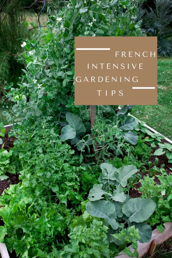 Garden Wisdom: French Intensive Gardening Tips