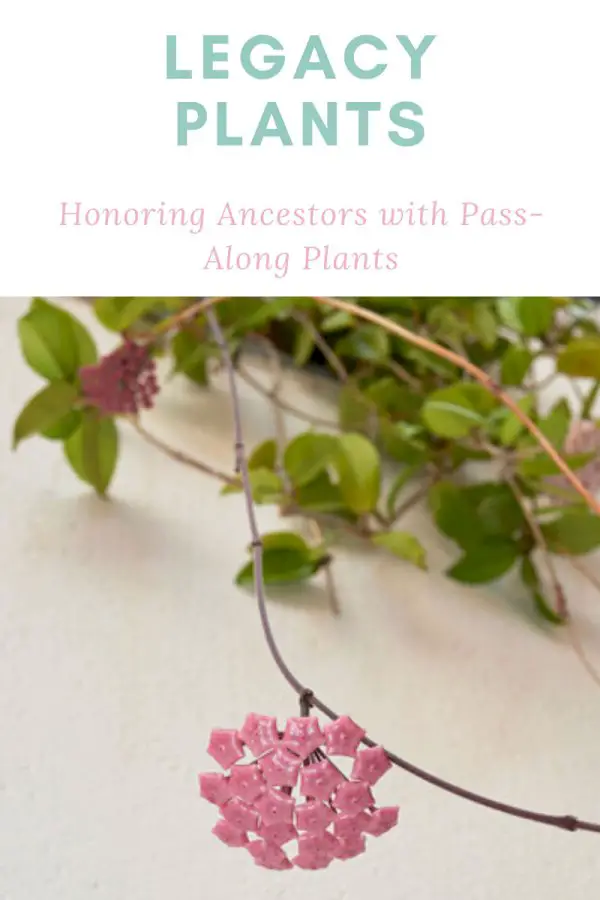 Legacy Plants: Honor Your Ancestors With Pass-Along Plants