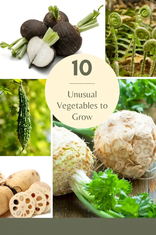 Weird Vegetable Growing: Top 10 Unusual Vegetables To Grow