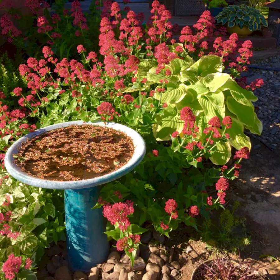 garden-at-the-foot-of-the-mountains