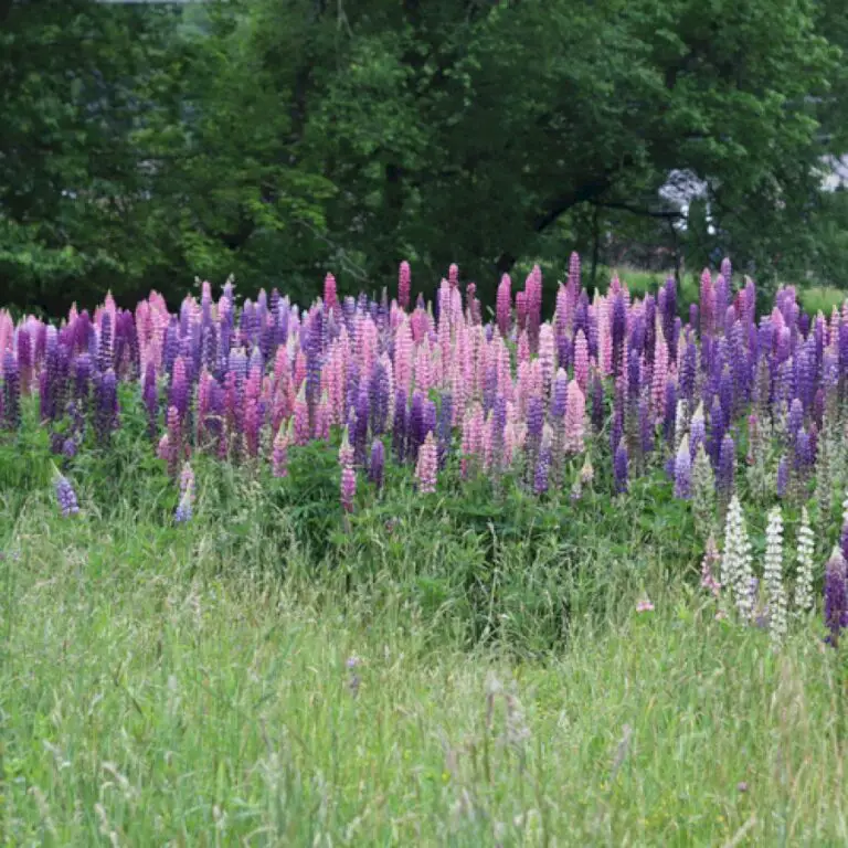 Scenes From the Mountains of North Carolina