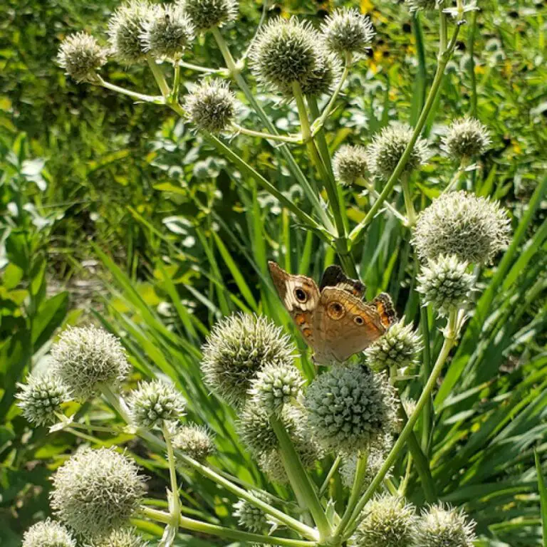 3 Pollinator Powerhouse Perennials for the Southeast