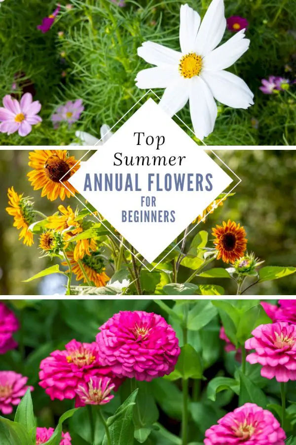 Top Beginner Annual Flower Blooms For Summer Gardens