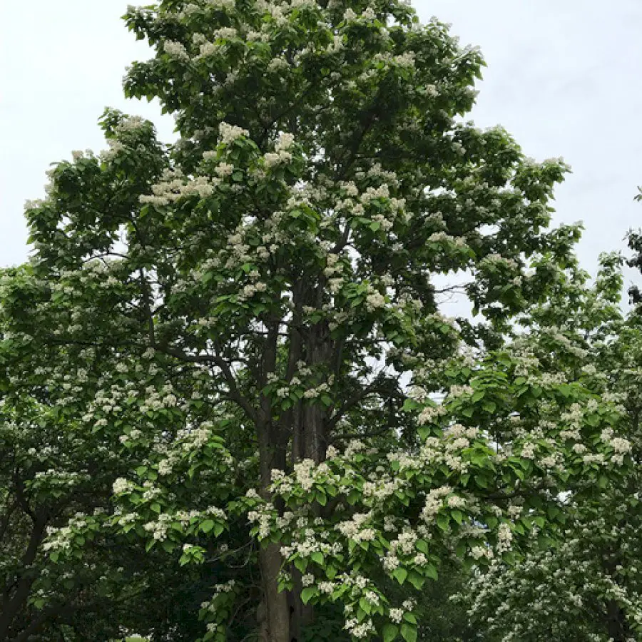 catalpa-trees,-catawba-worms,-and-southern-lore