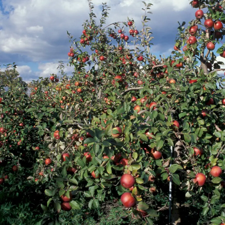 the-best-apple-varieties-for-the-northern-plains