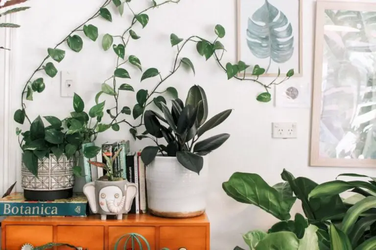 Healthy houseplants to bring the outside in