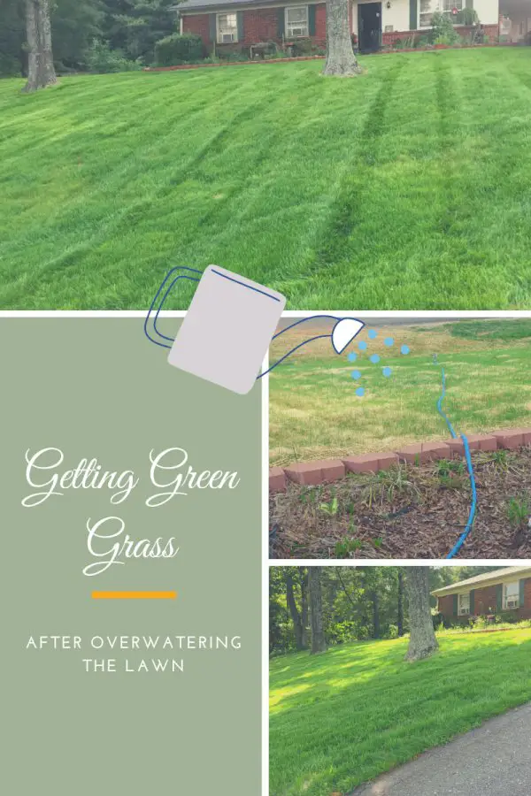 Yard Nightmares – Getting Green Grass After Overwatering The Lawn