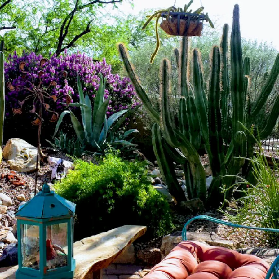 gardening-in-the-desert