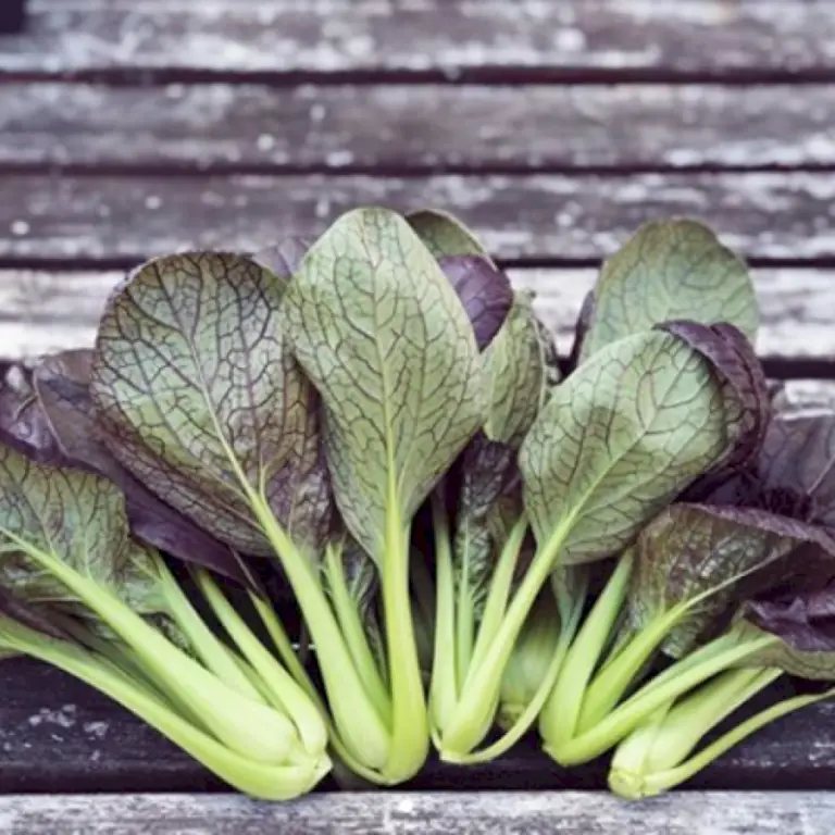 Growing Vegetables in DC