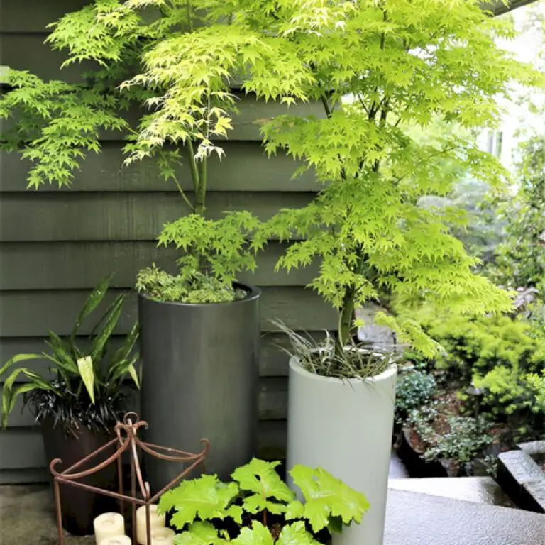 Small Understory Maples for the Northwest