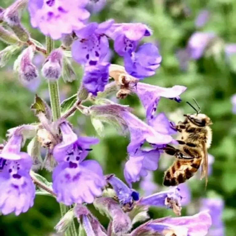 Visiting a Virginia Garden