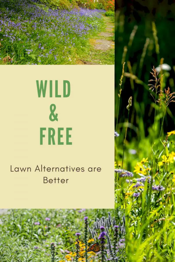 Preferring Nature to Conformity: Wild And Free Lawn Alternatives Are Better