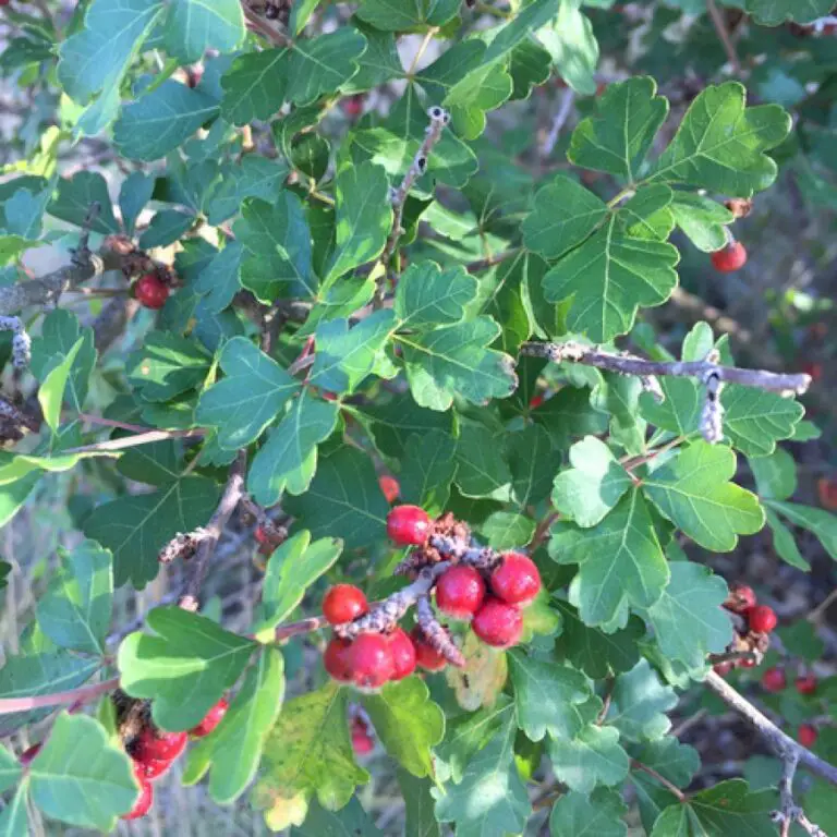 Harvesting Native Southern Plains Fruits