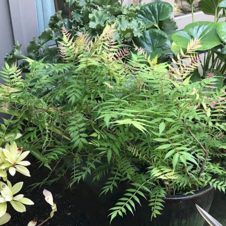 Growing Trees and Shrubs in Containers in the Midwest