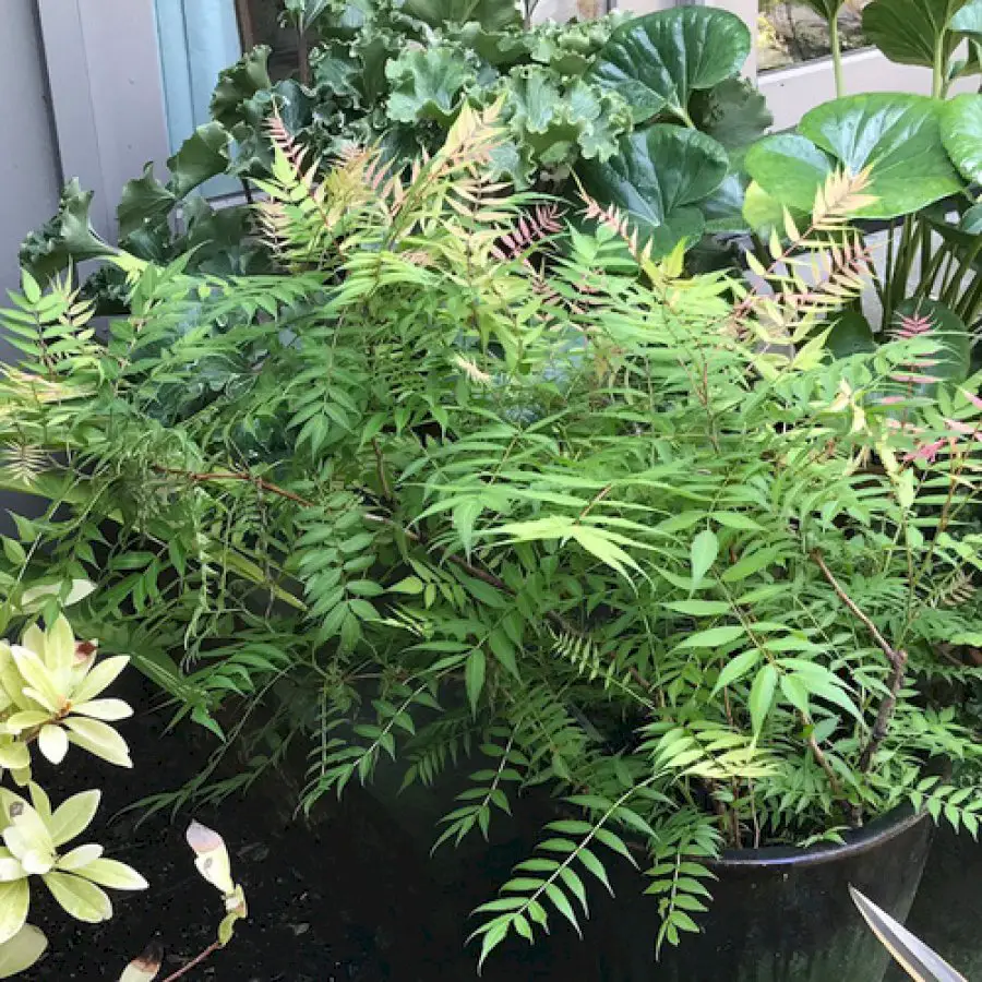 growing-trees-and-shrubs-in-containers-in-the-midwest