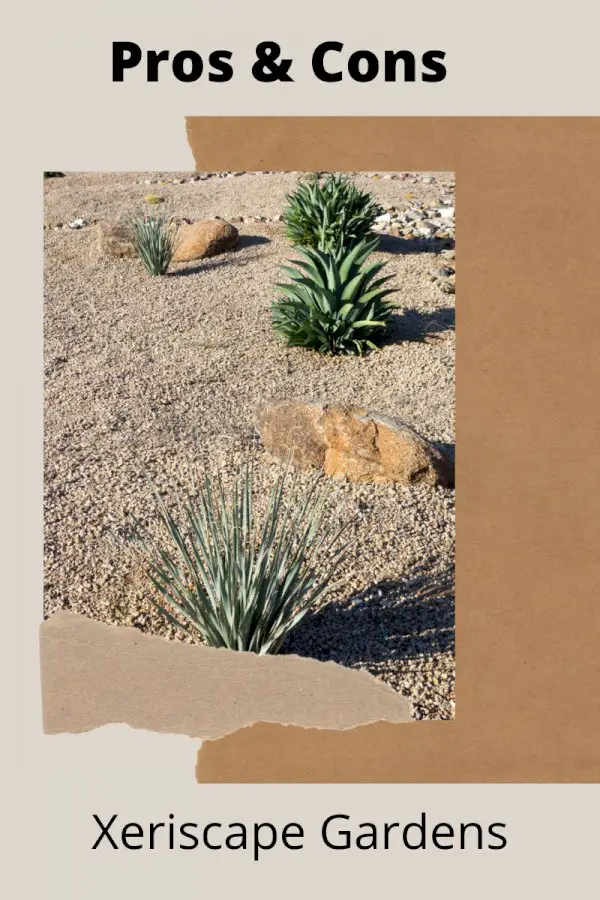 Xeriscape Gardens: Pros And Cons Of Xeriscaping