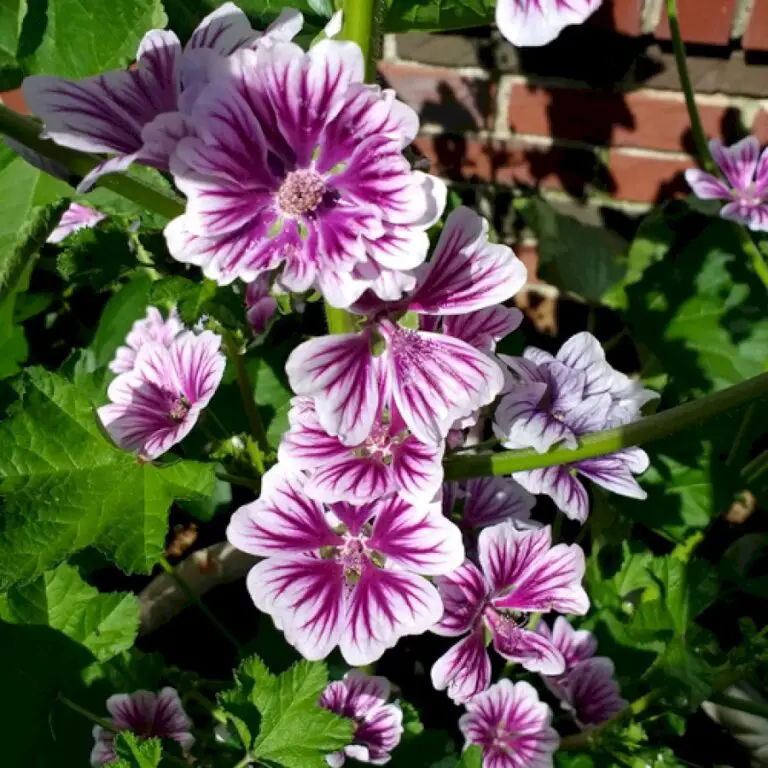 Gardening in St. Louis