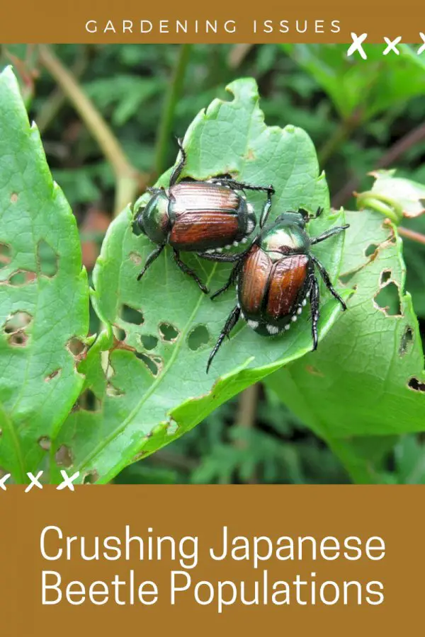 Crushing Japanese Beetle Populations: My Fight Against These Invasive Beetles