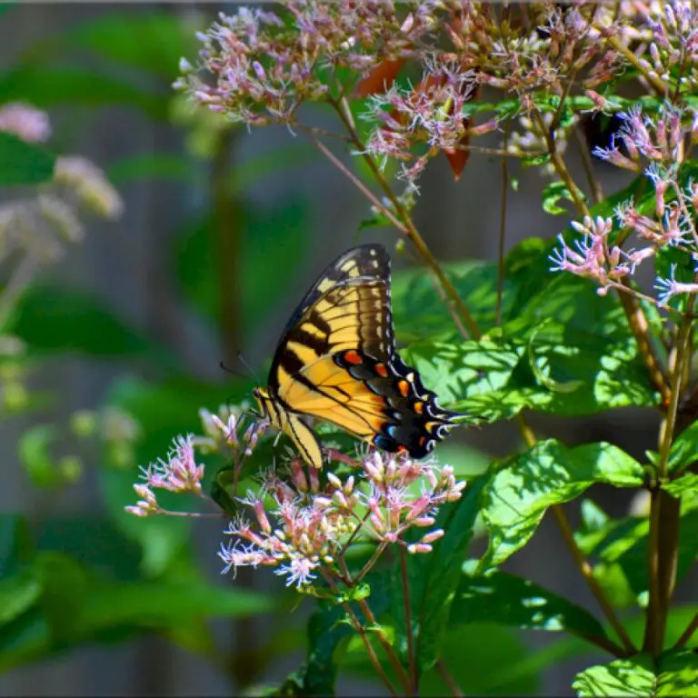 Libby’s Butterfly Garden in South Carolina