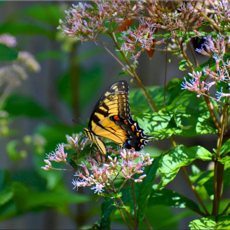 libby’s-butterfly-garden-in-south-carolina