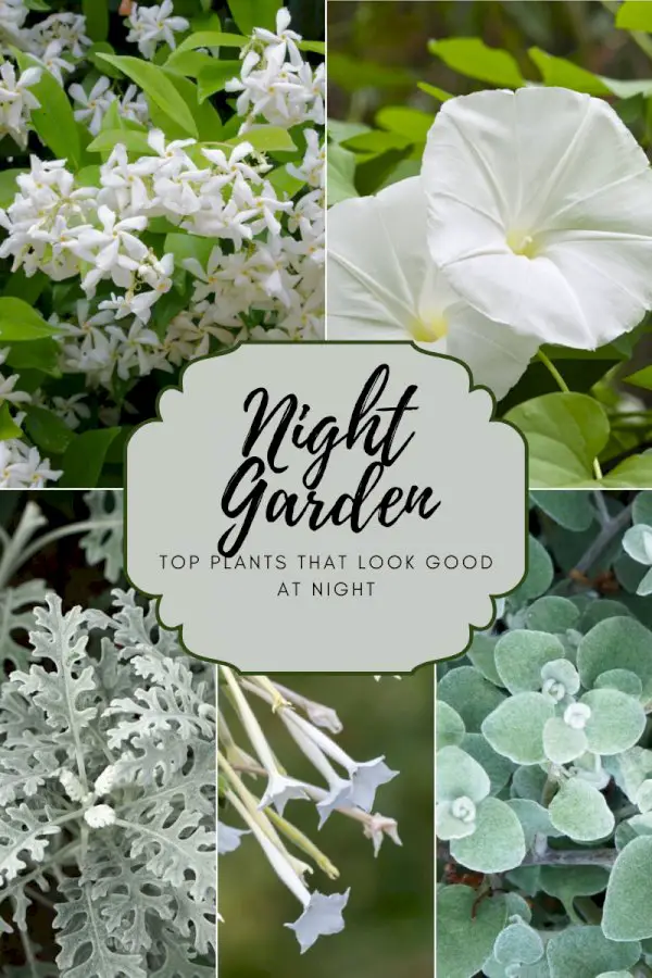 Enjoying Flowers At Night: Top Plants For A Night Garden