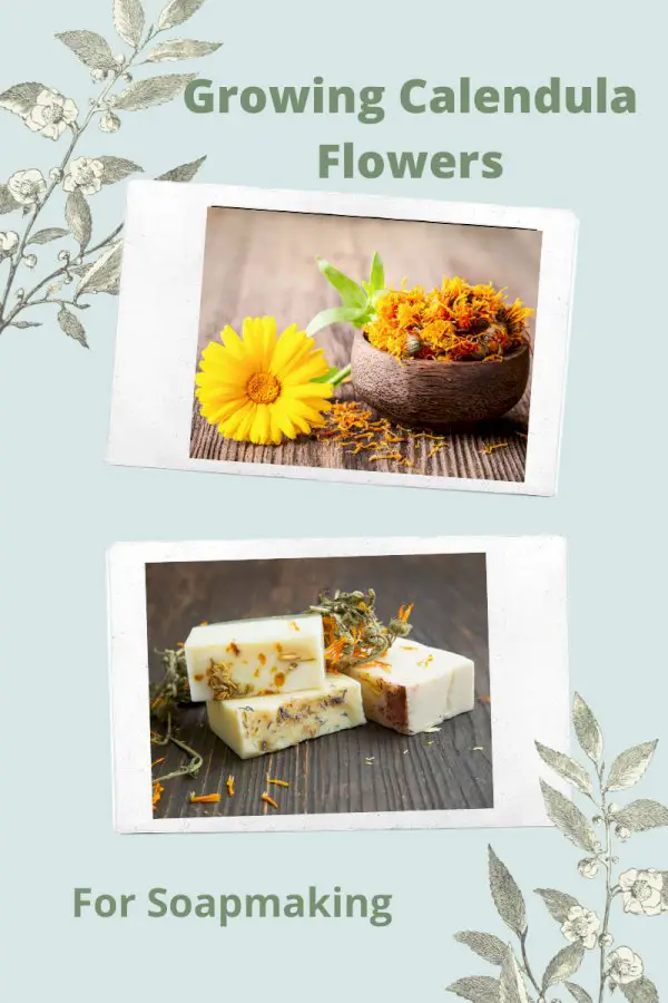 Flowers Beyond The Garden: Using Calendula Flowers For Soapmaking