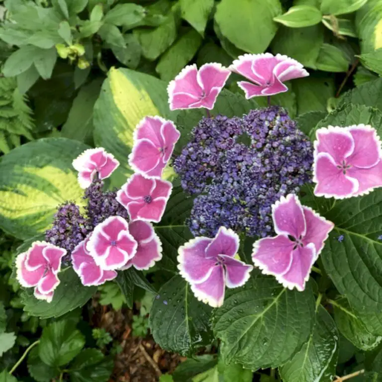 Summer of Daylilies and Hydrangeas