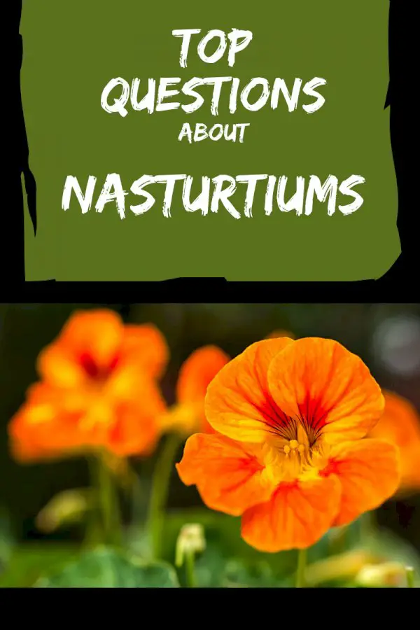 Top 10 Questions About Nasturtiums