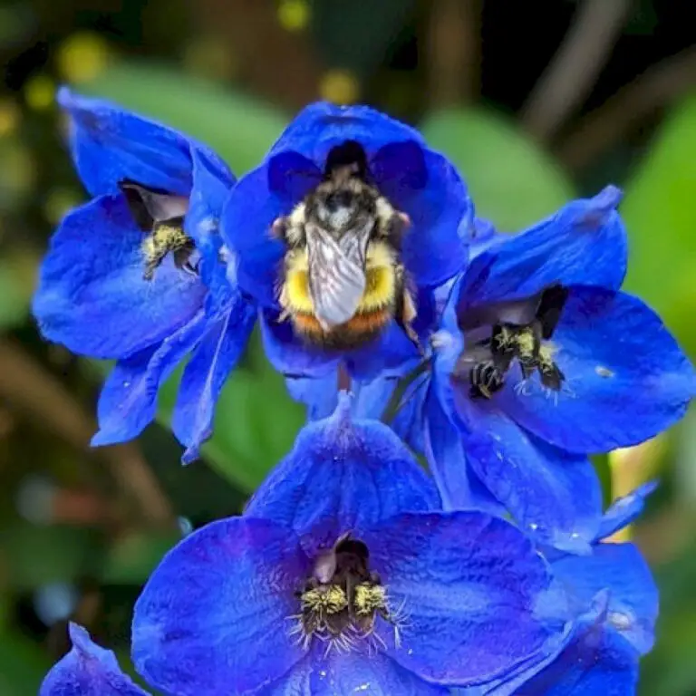 Blue Blooms and Bee Butts