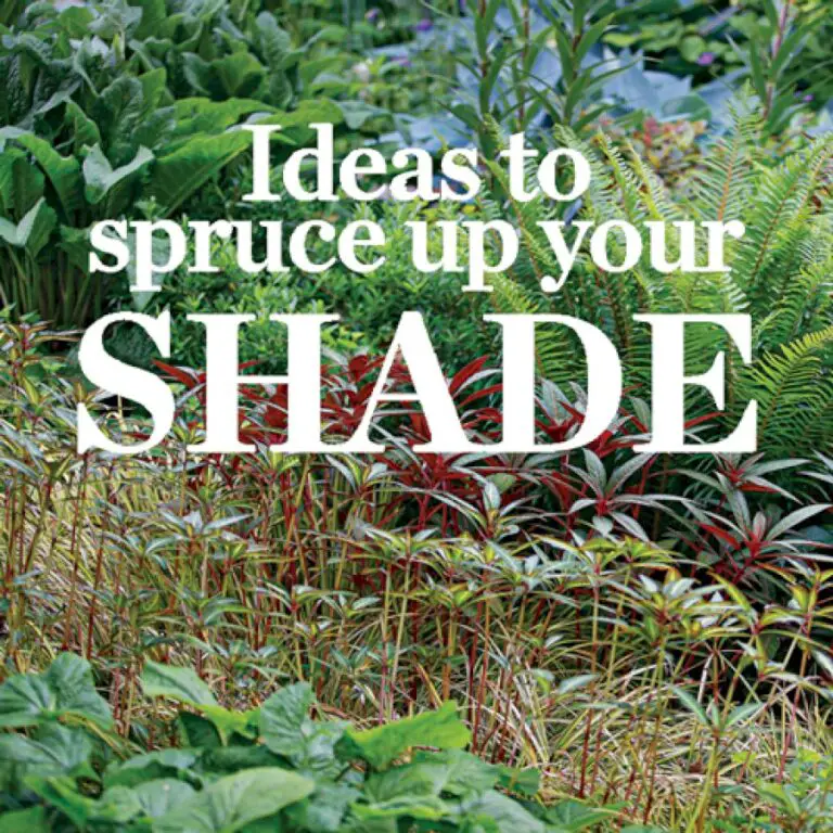 Ideas to Spruce Up Your Shade