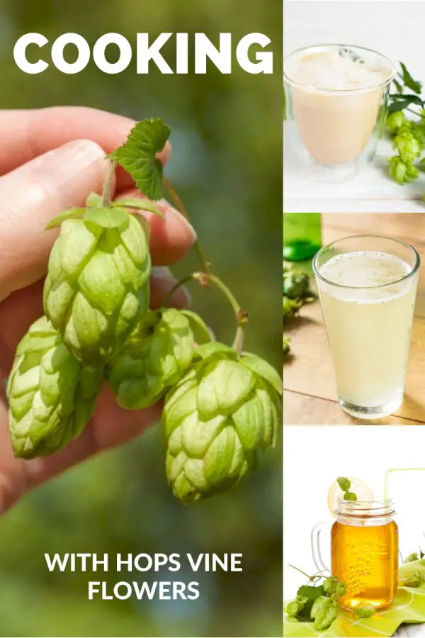 Cooking With Hops: Satisfy Beer Cravings With Hops Vine Flowers