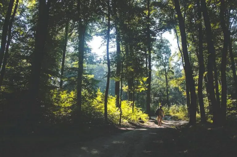 5 wellbeing benefits of forest bathing