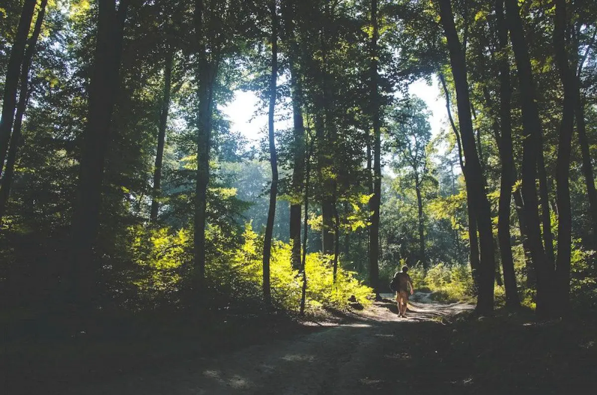 5-wellbeing-benefits-of-forest-bathing