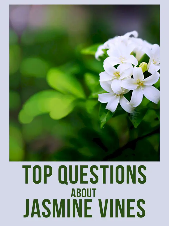 Top 10 Questions About Jasmine Plants